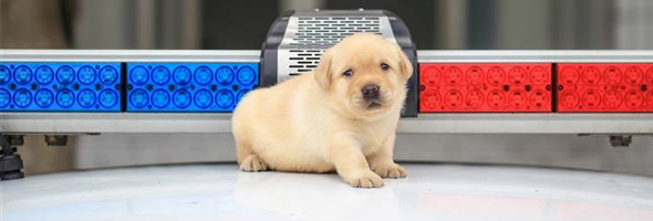 Tiernas fotos de cachorros en su primer día de trabajo