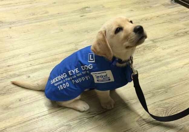 Si no tiene carácter de policía pasa a ser perro guía