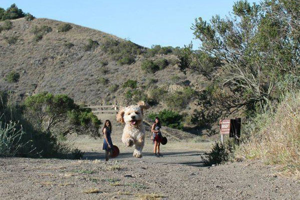 El perro gigante