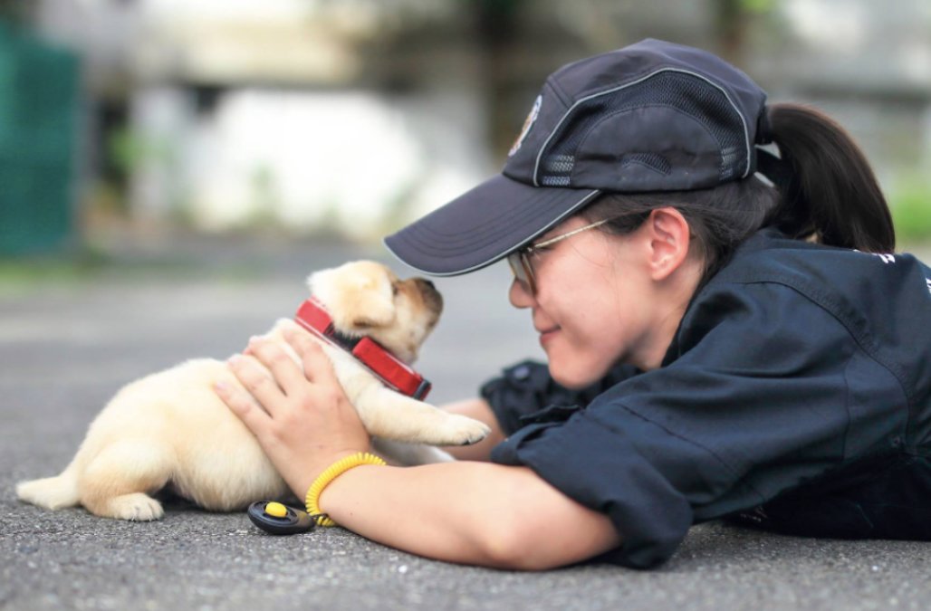 Existen universidades de perros policías