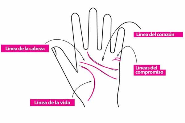 Existen cuatro líneas importantes para leer la mano