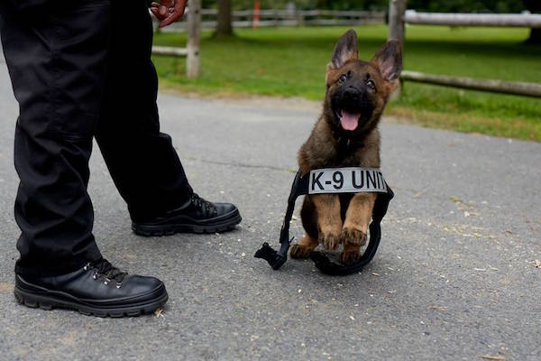 Hay perros que nacieron con el don de ayudar