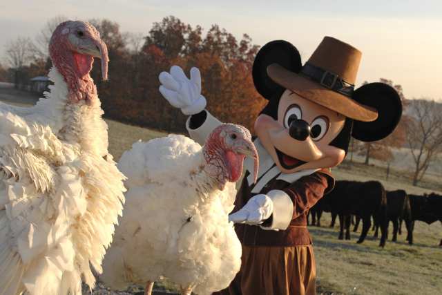 El pavo que el presidente de EEUU perdona en Thanksgiving es enviado a Disney