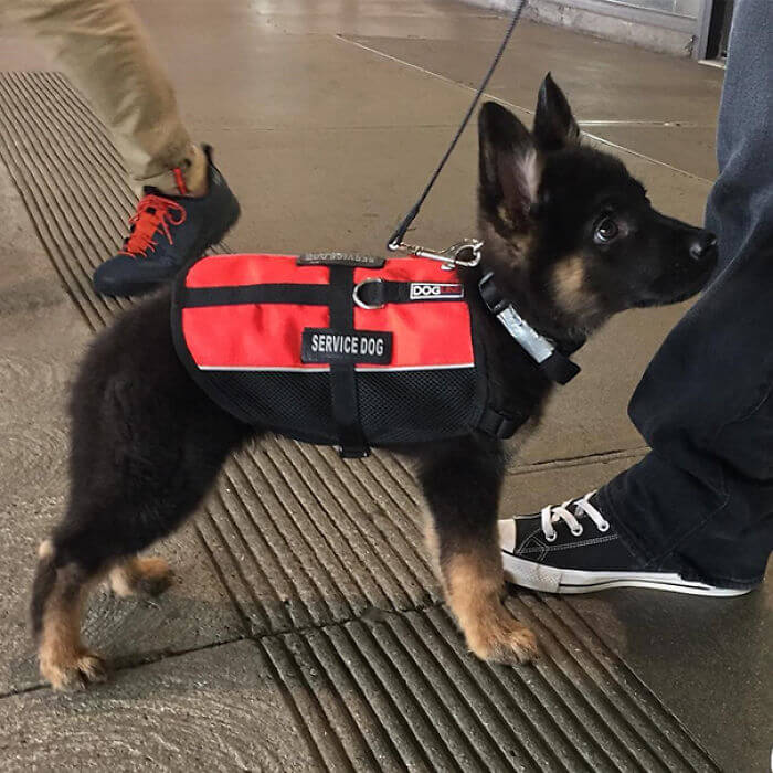 Los perros policías y guías vienen de la segunda guerra mundial