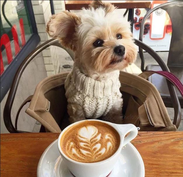 El café es terrible para tu mascota