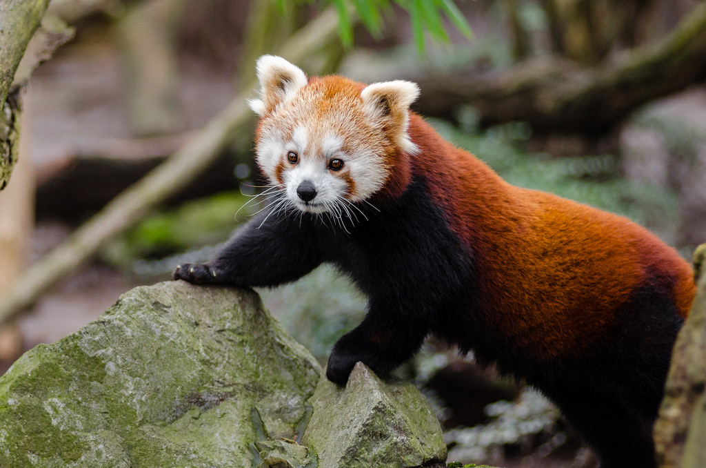 Pandas rojos