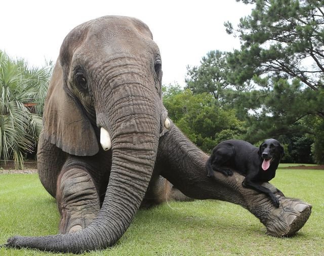 Un elefante que adoptó a un cachorro