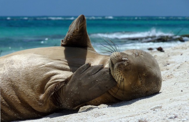 La foca monje de Hawai