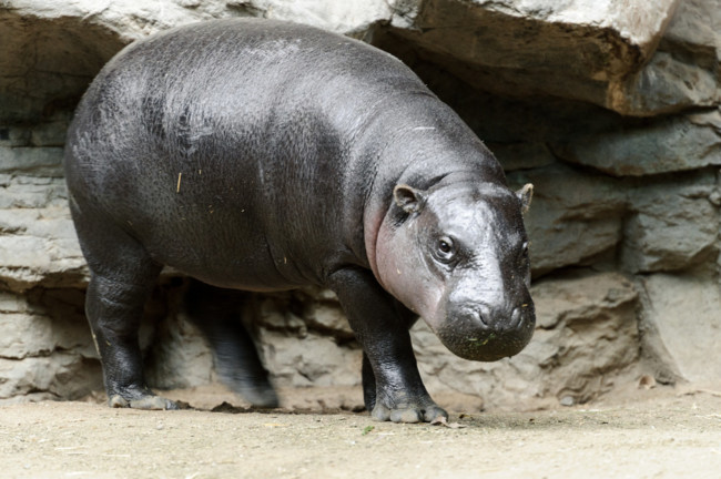 El hipopótamo pigmeo