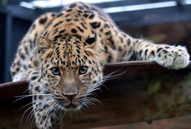 El leopardo del Amur