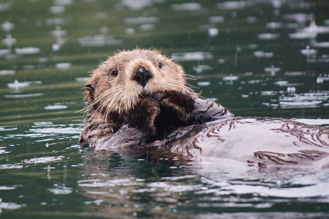 La mini nutria marina