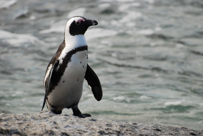 Pingüino Africano