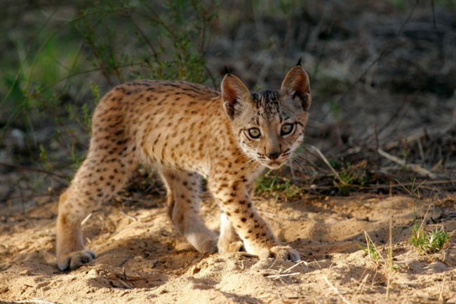 Lince Ibérico