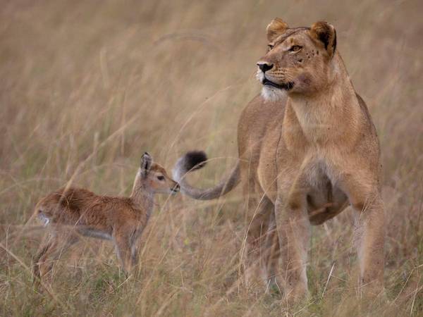 Una leona que adoptó un venadito