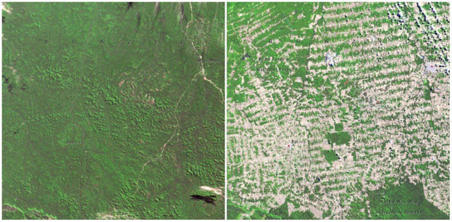 El Bosque de brasil ya no tiene árboles