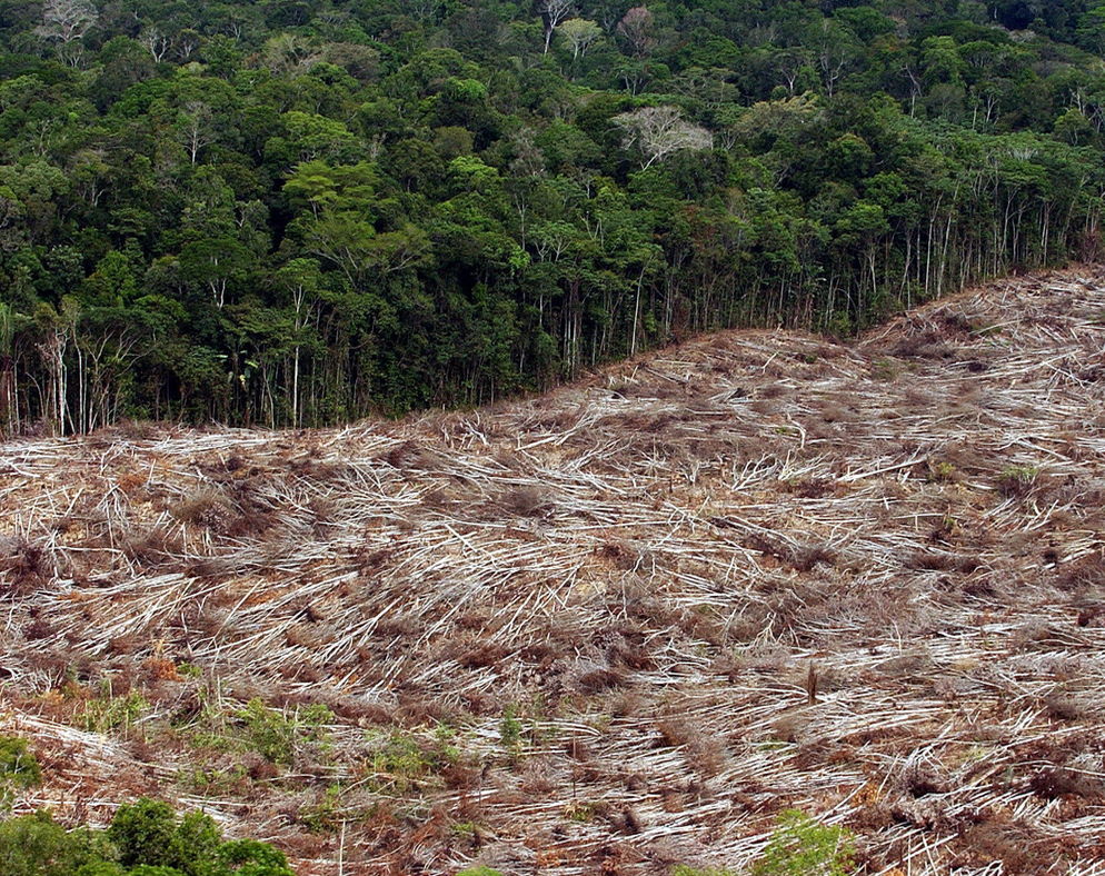 La deforestación en el mundo
