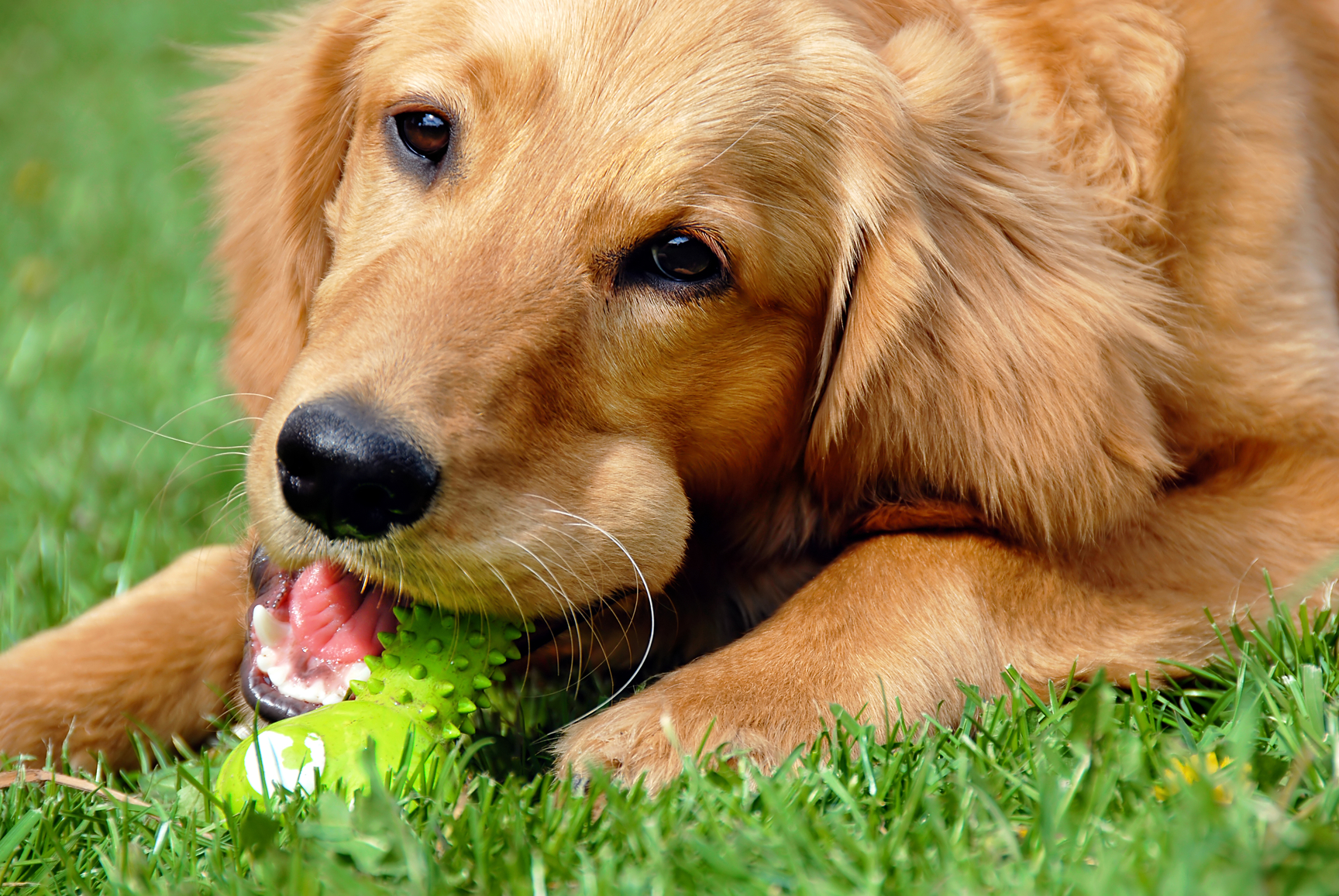 Golden Retriever