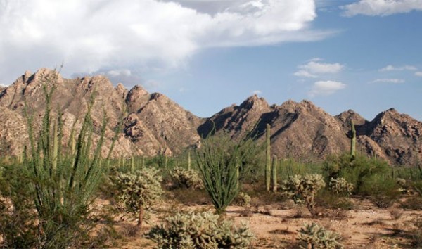 Desierto de Sonora – Estados Unidos, México