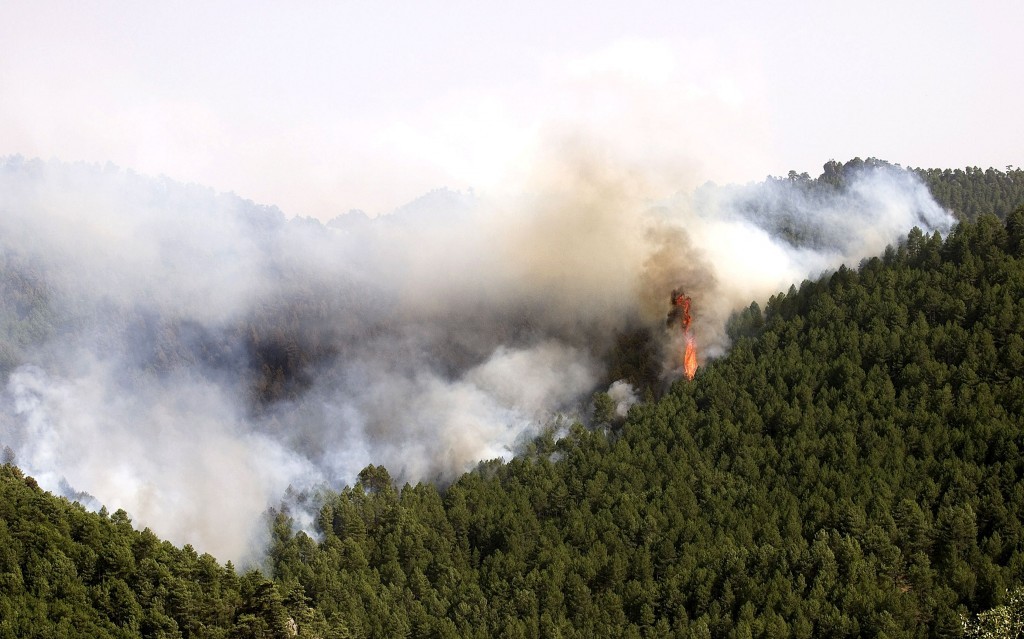 Los incendios forestales acaban con las selvas