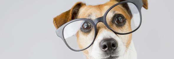 LISTA: ¿Cuáles son las razas de perro más inteligentes?