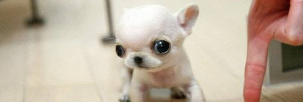 Tiernas fotos de los cachorros más diminutos del mundo