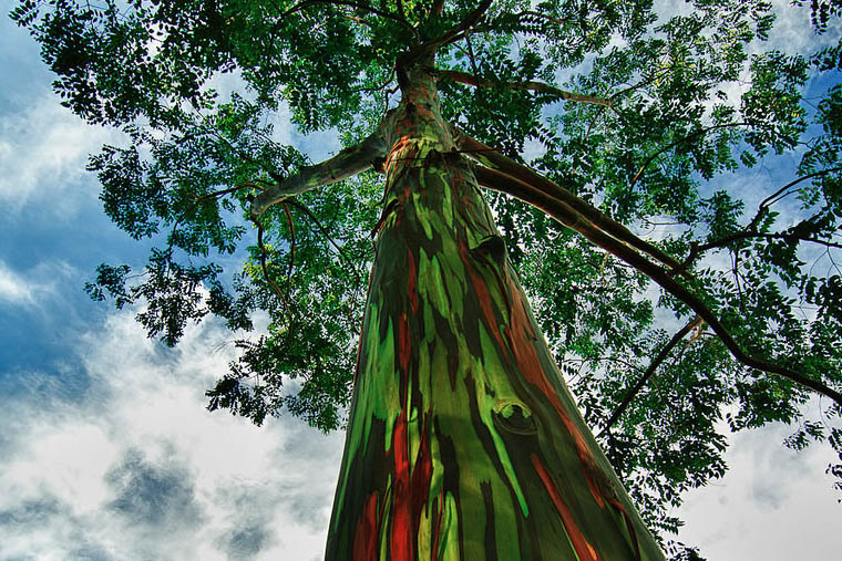 Árboles arcoiris