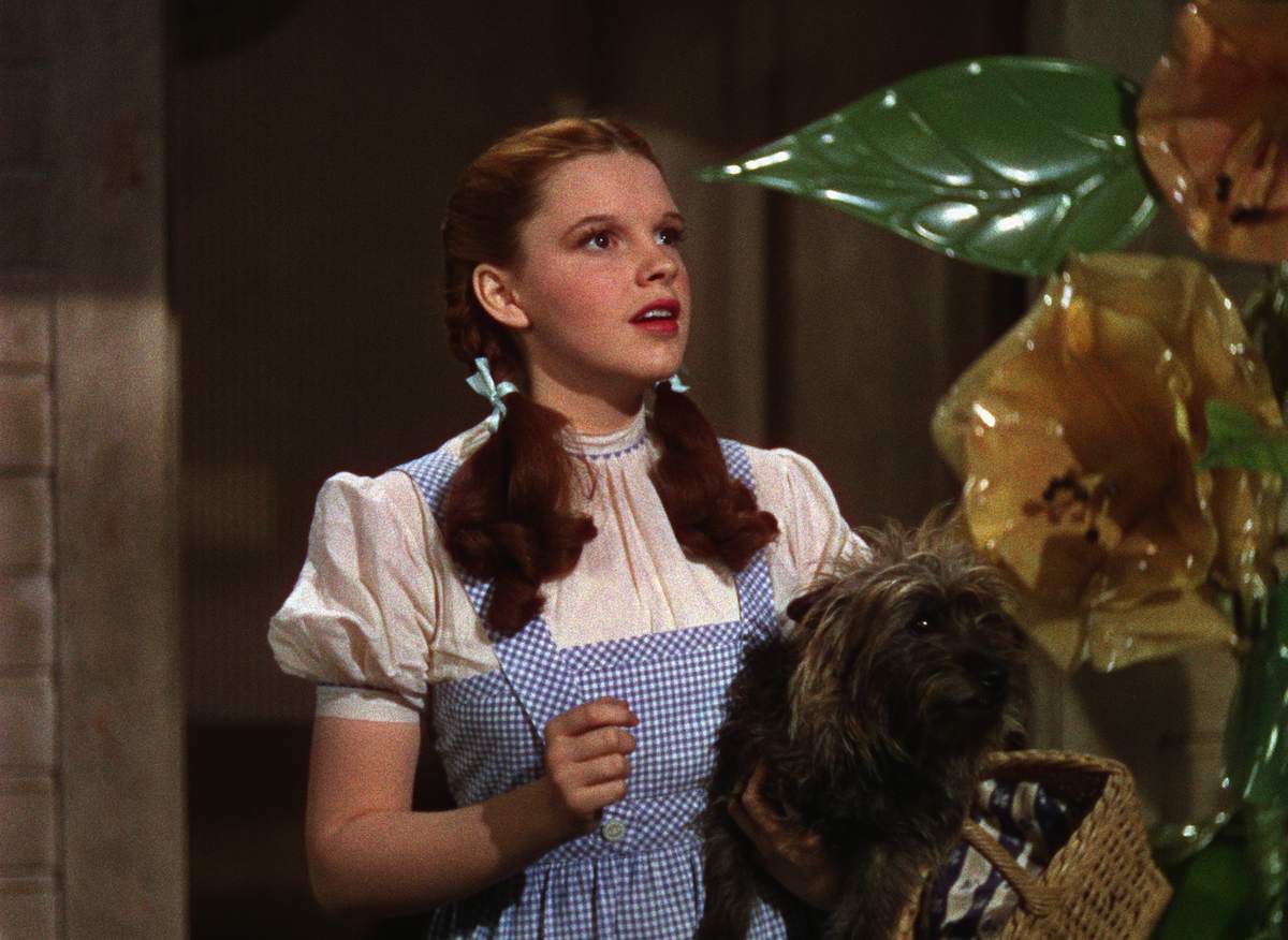 A Toto el perro de Dorothy en El Mago de Oz le pagaban increíble
