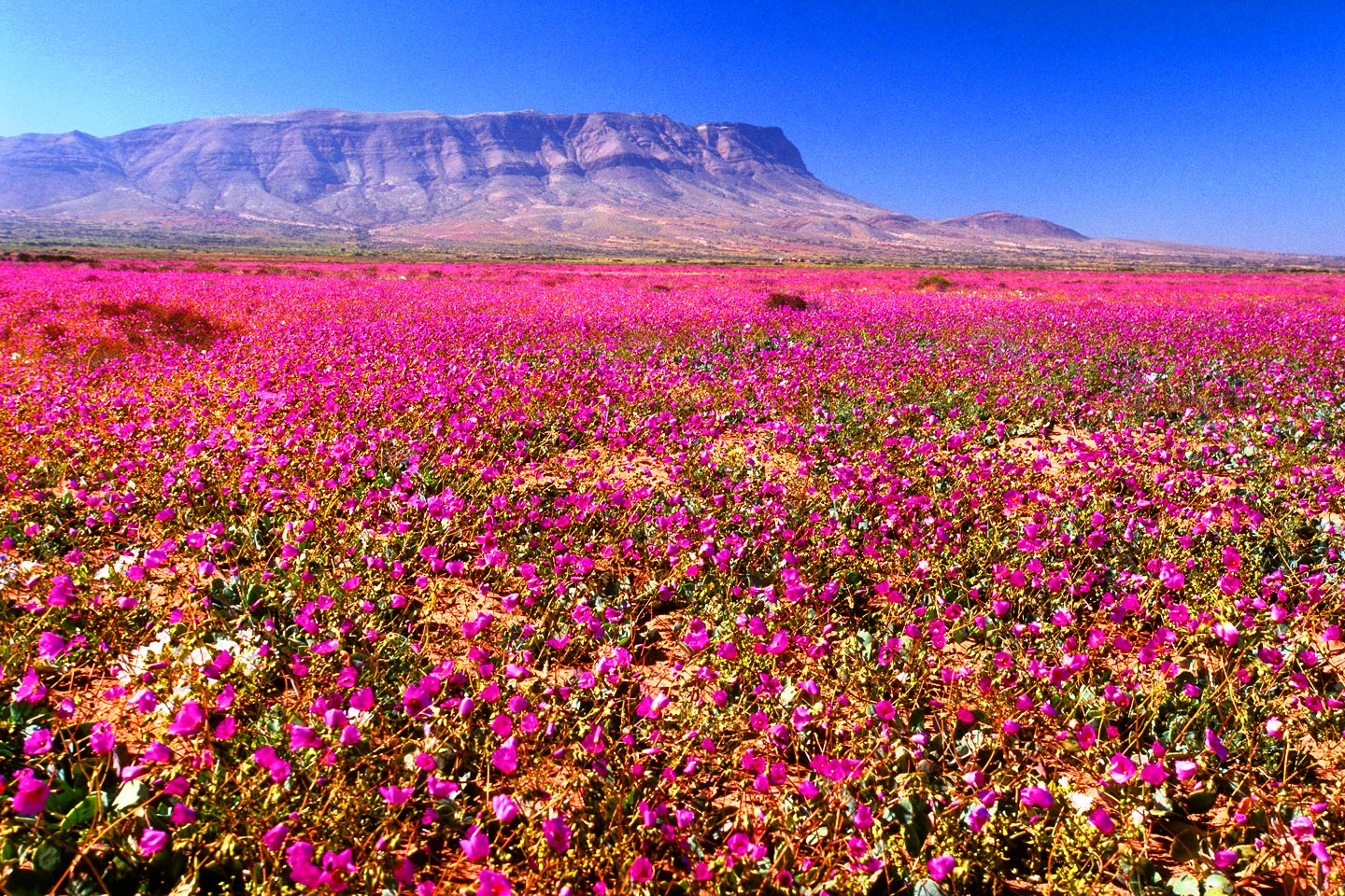 El desierto de flores