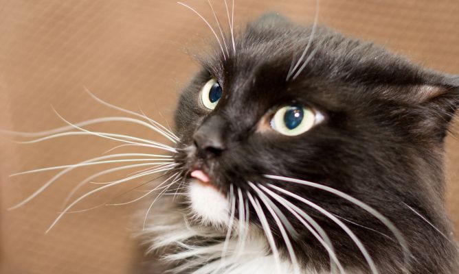 Si le quitas los bigotes a un gato este pierde el equilibrio