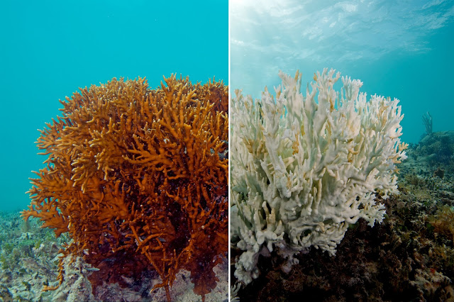 El blanqueamiento de corales