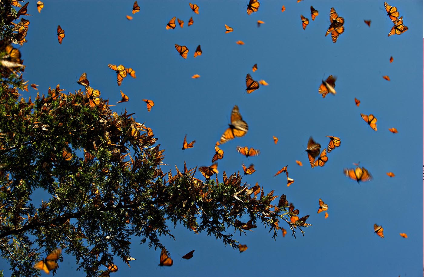 Migración de mariposas Monarcas