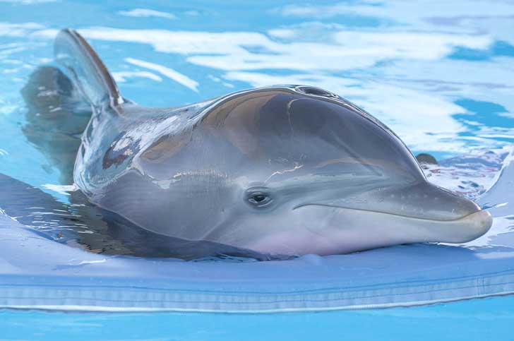 Los delfines duermen con un ojo abierto para no ahogarse