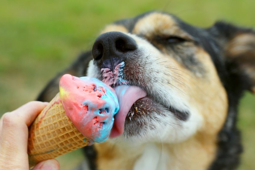 Helados nunca (Al menos que sean para perro)