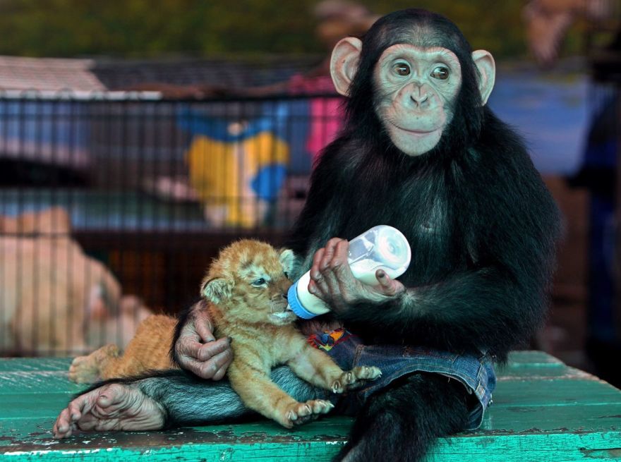 El mono que adoptó un tigre bebé