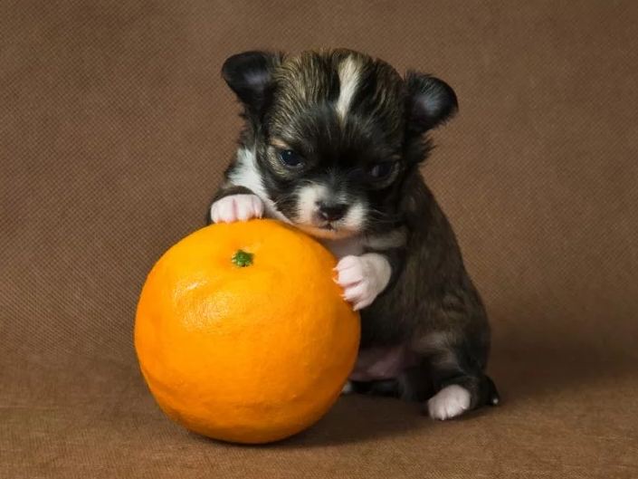 Es más pequeño que una naranja este perro