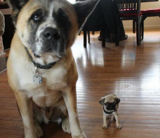 Este es el pug más tierno que verán en mucho tiempo