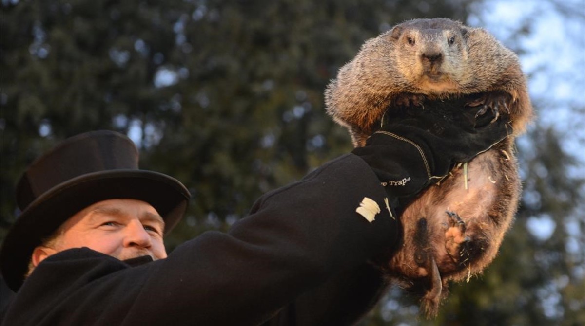 EEUU: El Día Oficial de Phil La Marmota