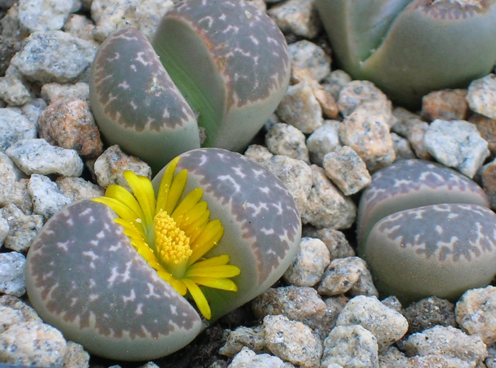 Las rocas vivas