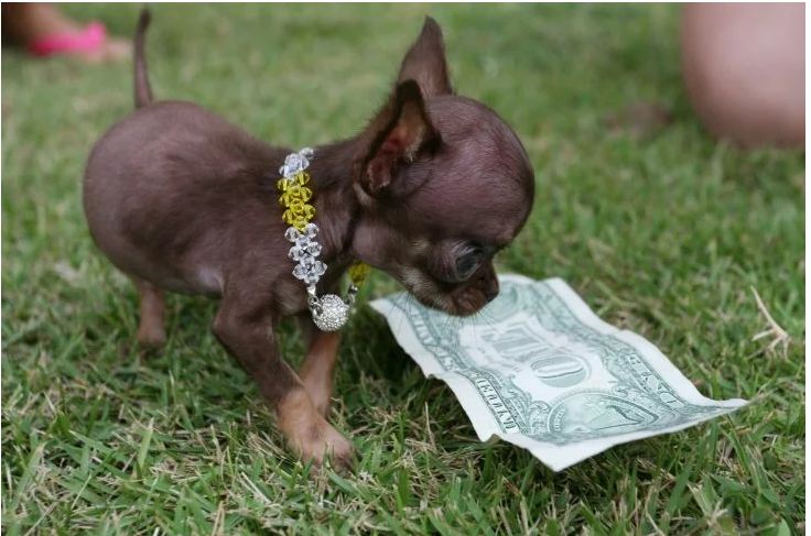 Estos perros son irreales y hermosos