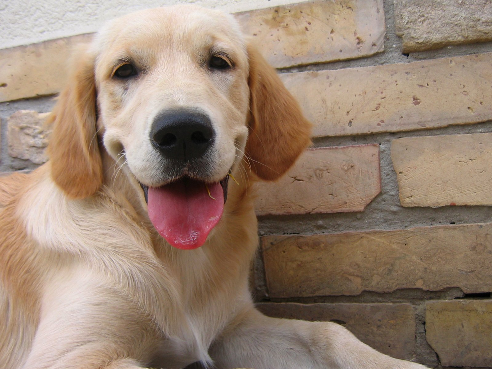 Ventajas de tener un perro Labrador Retriever
