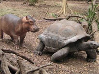 La tortuga y el hipopótamo