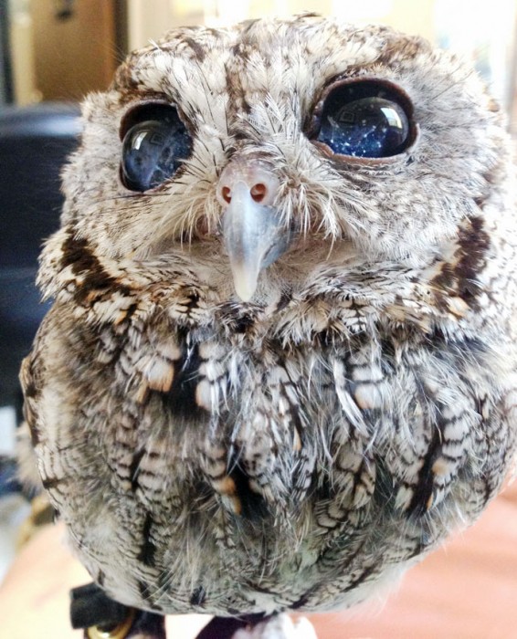 Este es Zeus, un búho ciego que vive actualmente en el Centro de Aprendizaje de Vida Silvestre, Sylmar, California (EE.UU.).