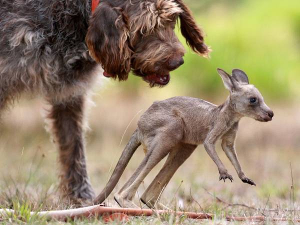 El perro y su hijo el canguro