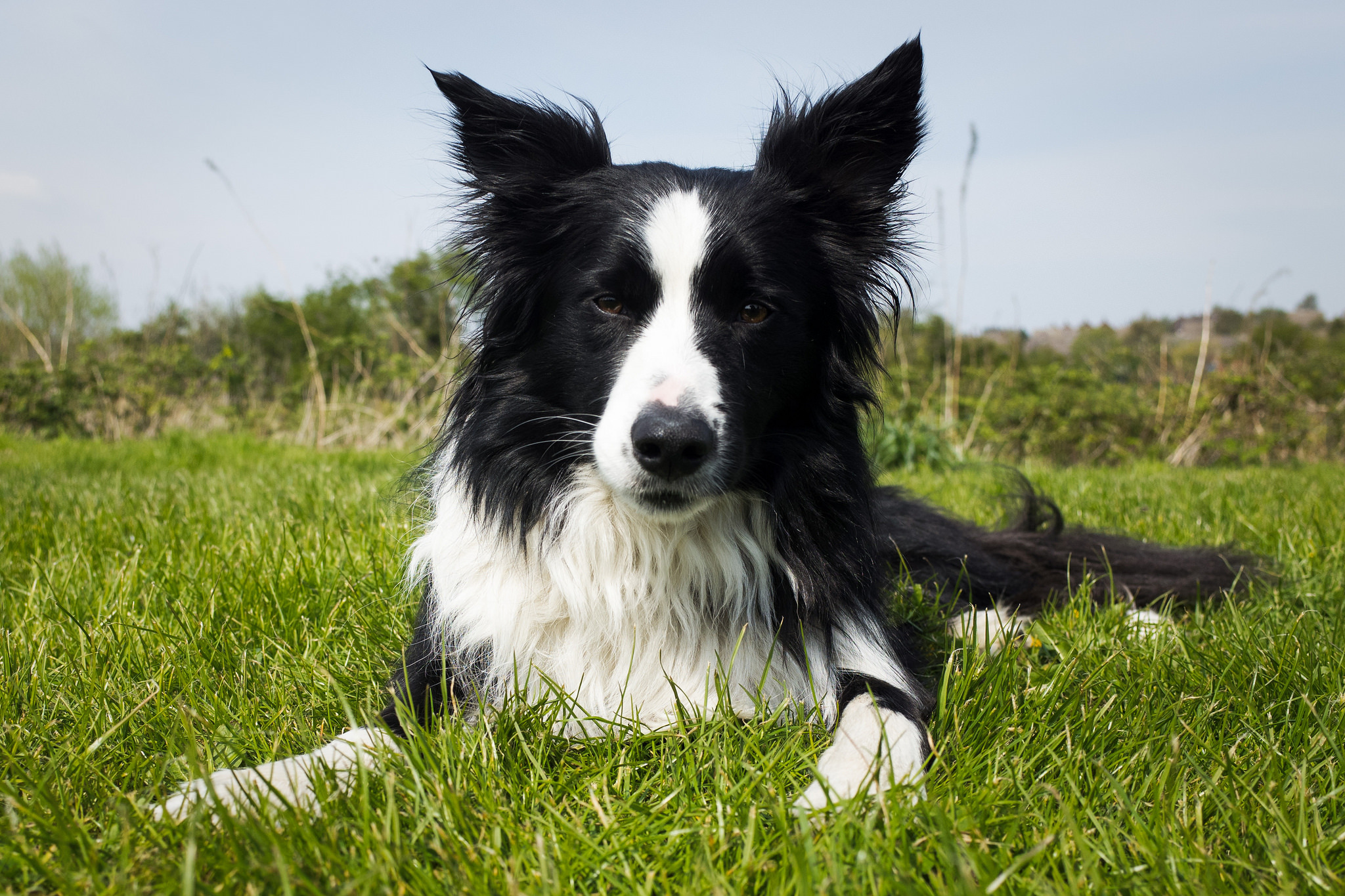 Border Collie