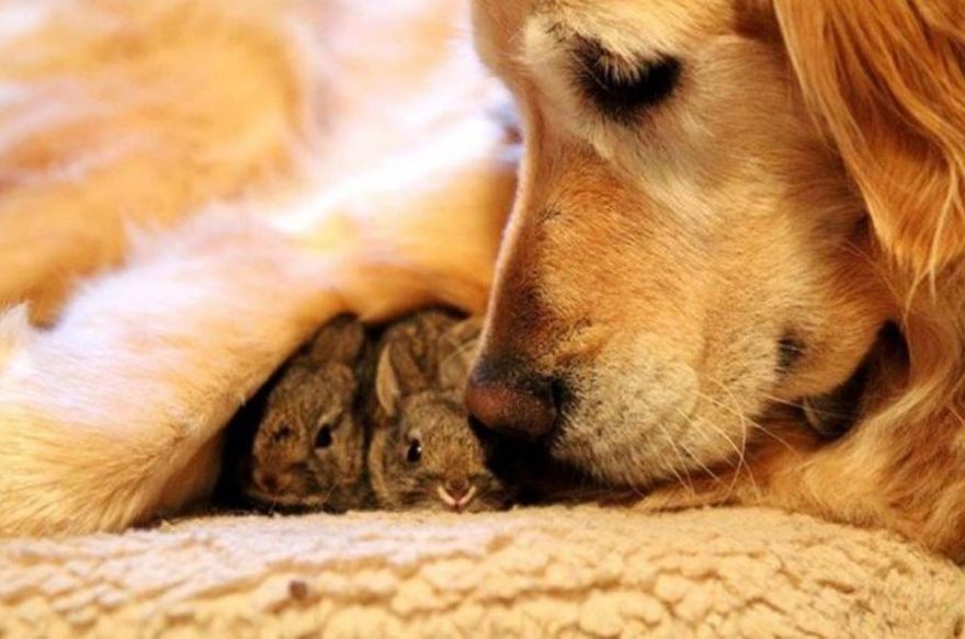 Señora perro y sus pequeños conejos