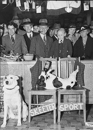 El deporte extraño de los perros y Benjamin Button en primera fila