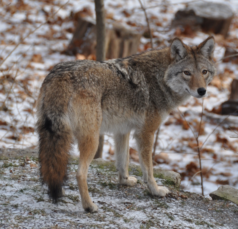 Coywolf (Coyote y Lobo)