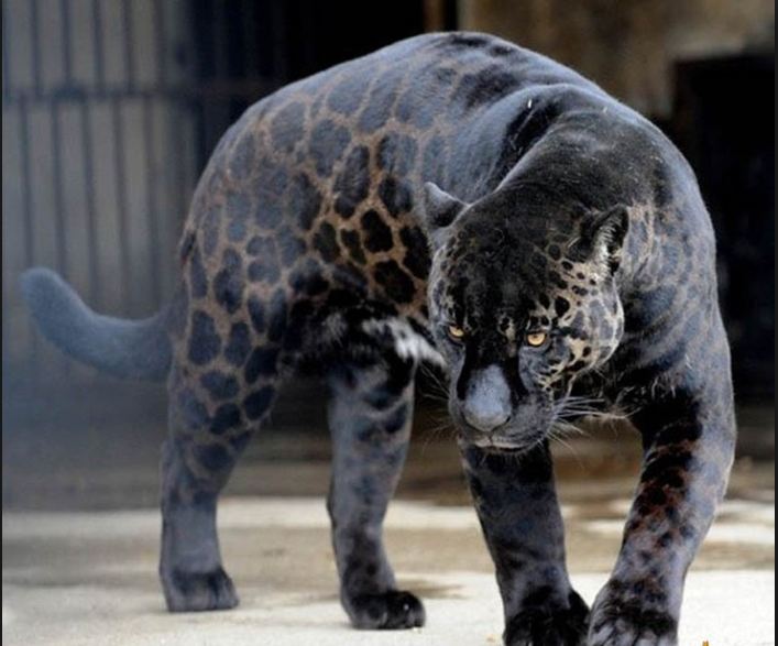 Jagleón (Jaguar y leona)
