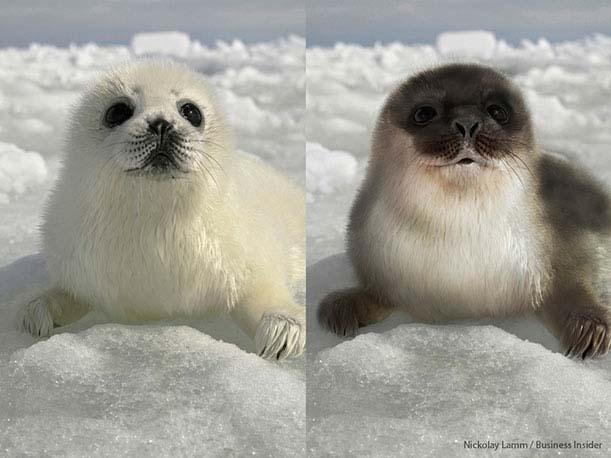 Foca común y foca anillada