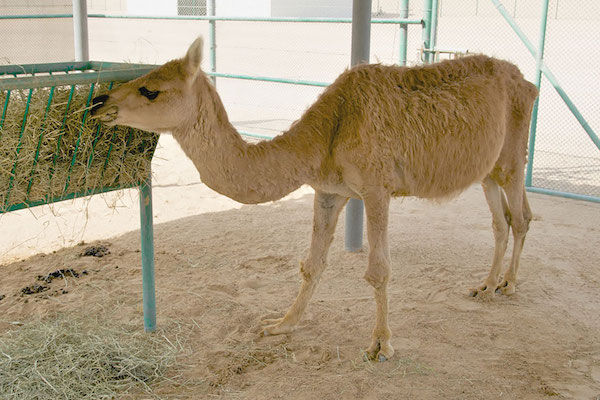 Cama (Camello y Llama)